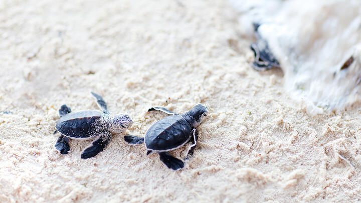 Three baby sea turtles making their way into the ocean on a sandy shore